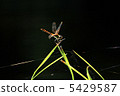 Dragonfly  5429587