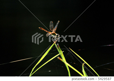 Dragonfly Dragonfly 5429587