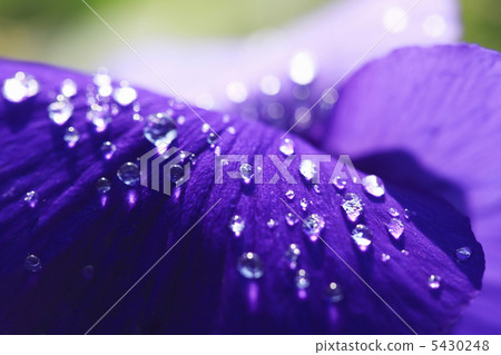 Pansy and water drops 5430248