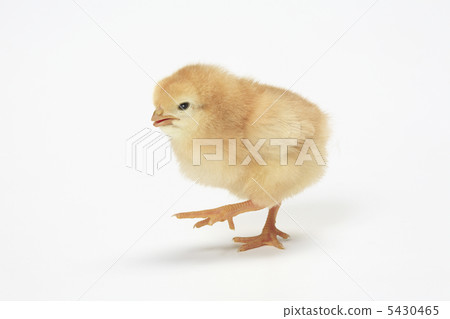 Chick 5430465