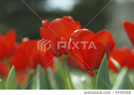 鬱金香 5430566
