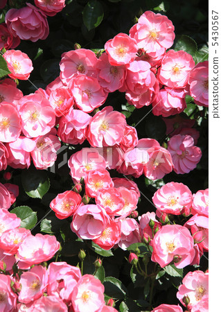 粉紅色的玫瑰 5430567