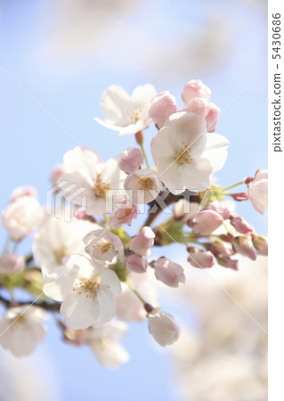 櫻花特寫 5430686