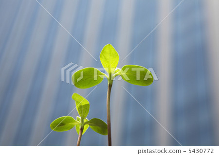 摩天大樓和新芽 5430772