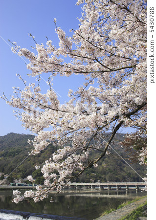 Spring Arashiyama Spring Arashiyama 5430788