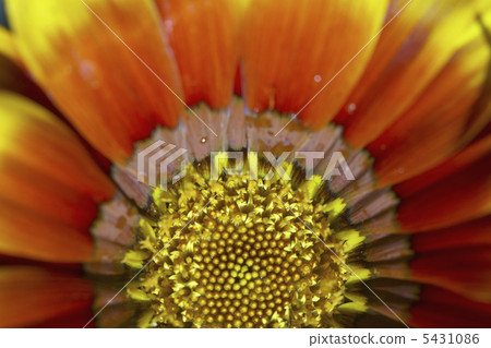 蓋拉迪亞 蓋拉迪亞 5431086