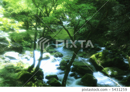 Red-eye Shintaku-taki Valley Red-eye Shintaku-taki Valley 5431259