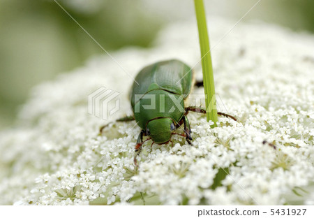 Hanamuguri sucking dense Hanamuguri sucking dense 5431927