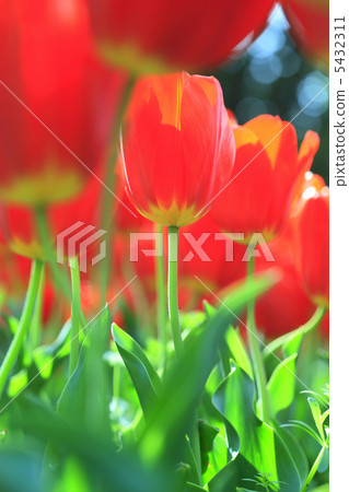 Tulip 5432311