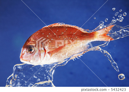 海鯛 海鯛 5432423