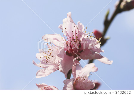 Cherry Blossoms	 5432632