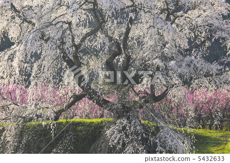 又兵衛櫻 5432633