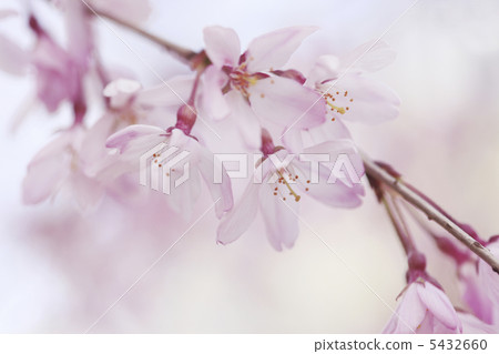 蕨眼淚 5432660
