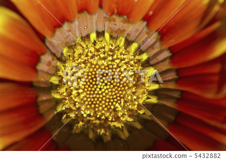 蓋拉迪亞 5432882