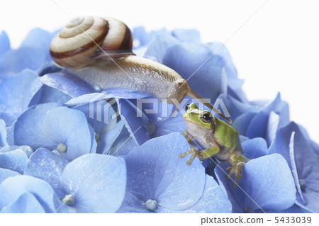 蝸牛和雨蛙 蝸牛和雨蛙 5433039