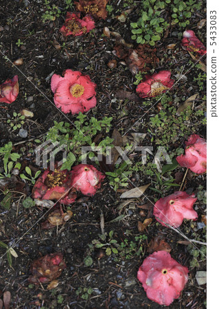 枯萎的山茶花 5433083