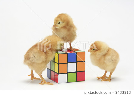 Chick Chick 5433513