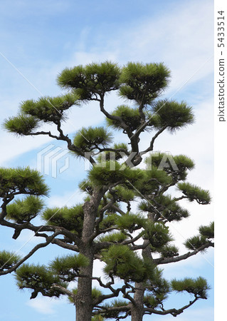 Pine 5433514