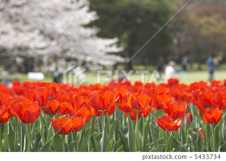 假日世博公園度假 假日世博公園度假 5433734