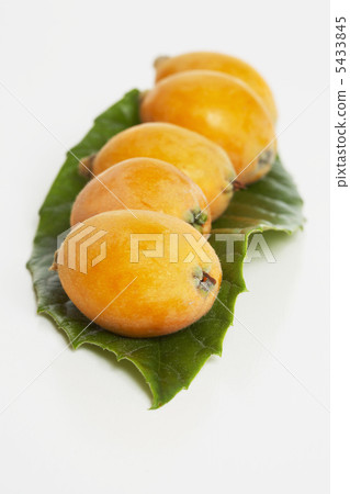 收穫枇杷 5433845