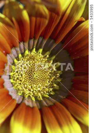 蓋拉迪亞 5433995