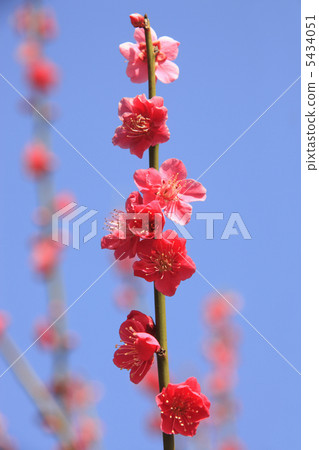 小白 小白 5434051