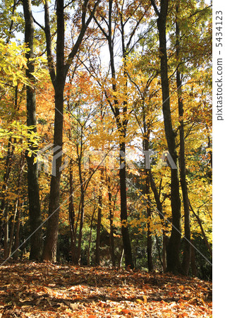 春日山原始森林 5434123