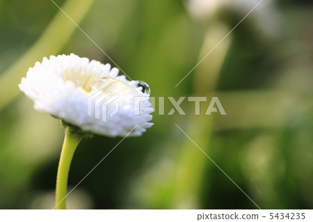 雛菊 雛菊 5434235
