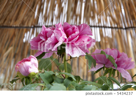 奈良寺的冷牡丹 奈良寺的冷牡丹 5434237