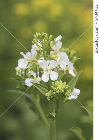 日本蘿蔔花 5434418