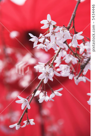 Points and cherry 5434446