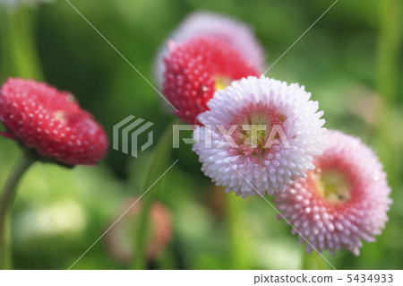 雛菊 雛菊 5434933