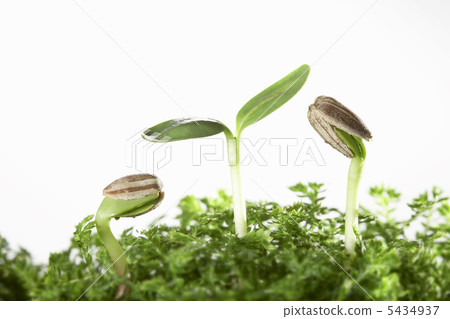 向日葵的萌芽 向日葵的萌芽 5434937