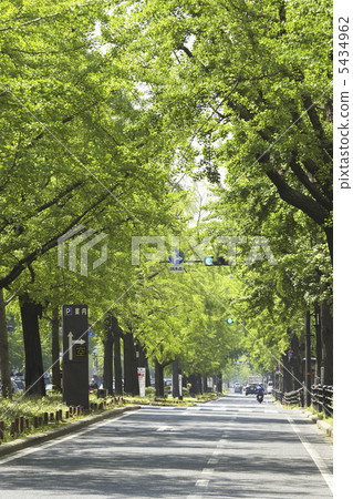 新鮮的綠色禦堂筋 新鮮的綠色禦堂筋 5434962