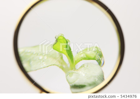 Futaba and Magnifying Glass Futaba and Magnifying Glass 5434976