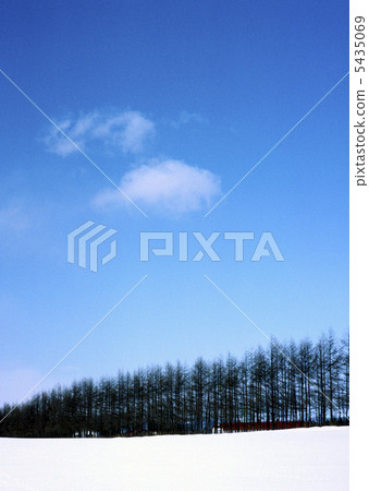 Hokkaido windbreak forest Hokkaido windbreak forest 5435069