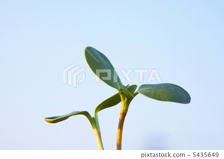 向日葵的萌芽 向日葵的萌芽 5435649