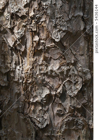 Pinus densiflora bark Pinus densiflora bark 5436144