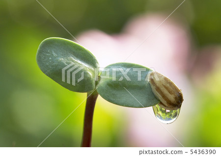 Germination of sunflower 5436390