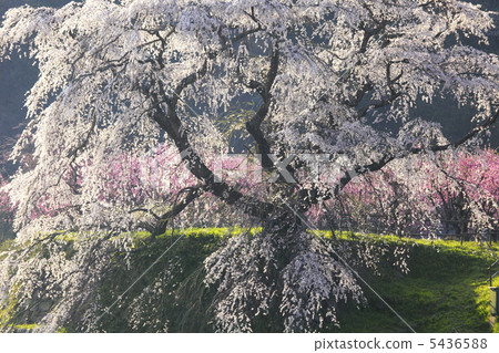 Matabei Sakura 5436588