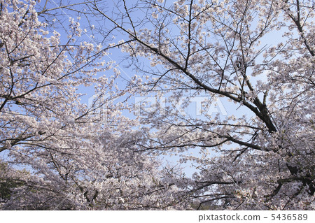 Yoshino cherry tree 5436589