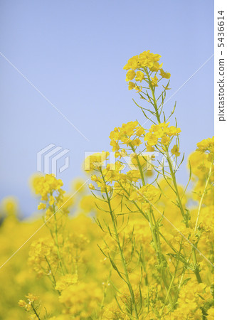 強姦開花 5436614