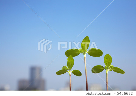 Skyscraper and sprout 5436652