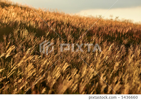 Miscanthus 5436660