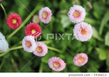 雛菊 雛菊 5436813