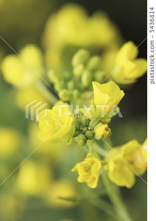強姦開花 強姦開花 5436814
