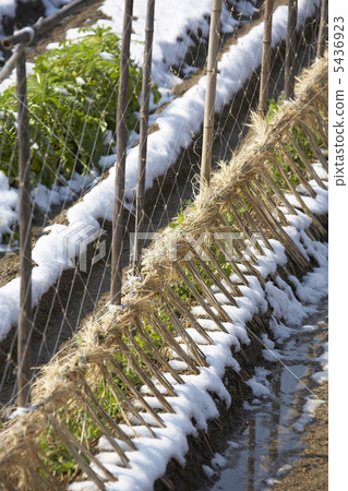 在外地下雪 在外地下雪 5436923