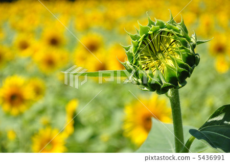 芽 芽 5436991