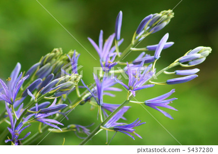 Camacia (cypress bluish purple) 5437280