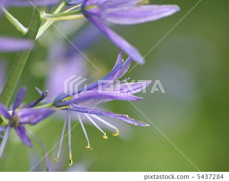 Camacia (cypress bluish purple) 5437284